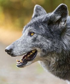 Loups sauvages, Give Tea