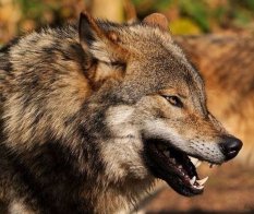 Loups sauvages, Give Tea