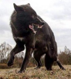 Loups sauvages, Give Tea