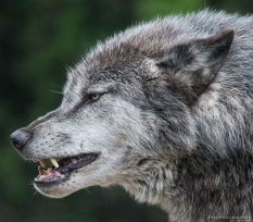 Loups sauvages, Give Tea