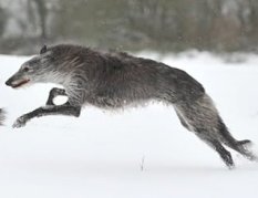 Loups sauvages, Give Tea