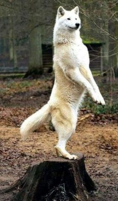 Loup