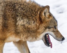 Loup