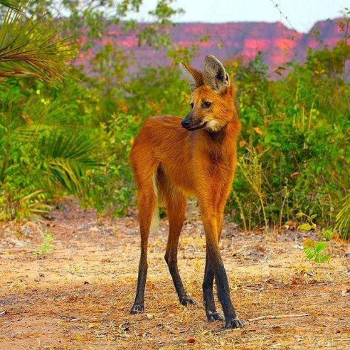 Loup à crinière ou Chrysocyon brachyurus ou encore Aguaraguazu ou Grand Agouara