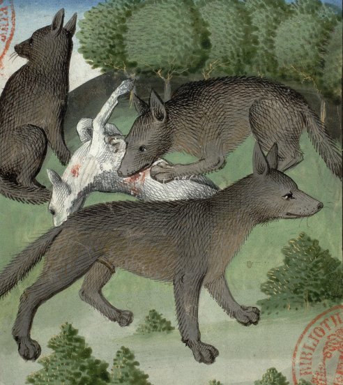 Un des loups dévore une proie pendant que deux de ses congénères font le guet.
